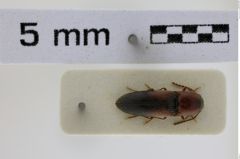 Foto (Dorsalansicht) von Peripontius crassus (NHMW-ZOO-COL-0008750)